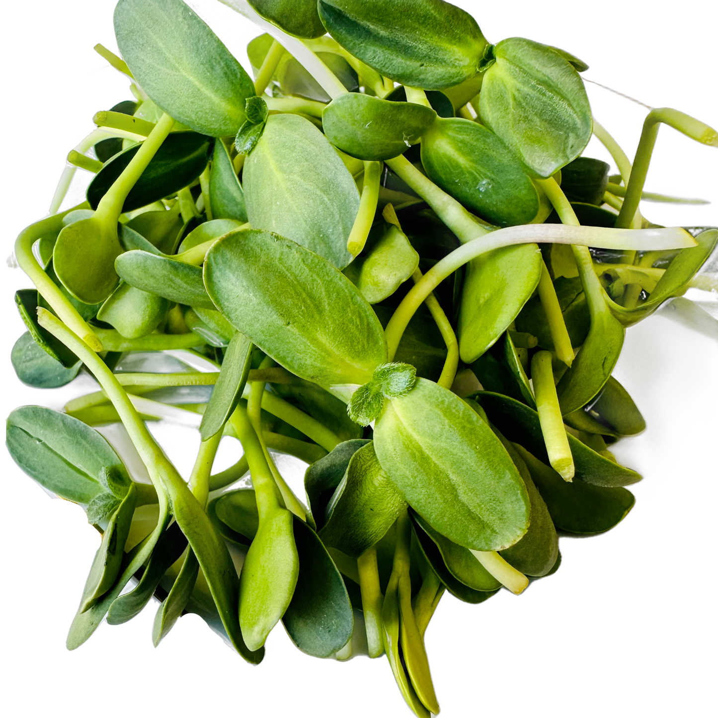 Sunflower Shoots