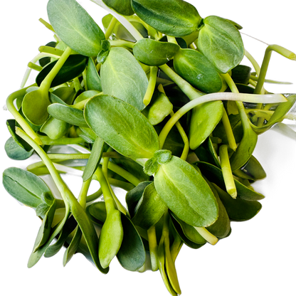 Sunflower Shoots