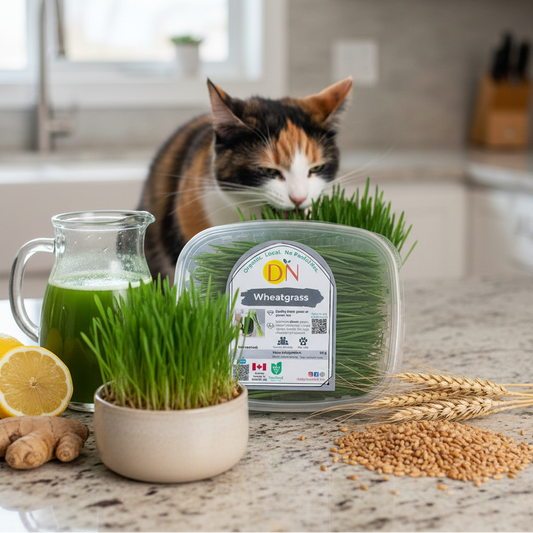 Wheatgrass