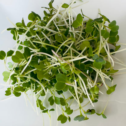 Micro Broccoli